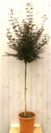 Japanseesdoornroodbladstamhoogte100cm-Warentuinnatuurlijk