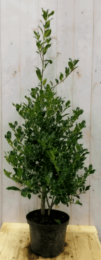 Hulstgroen80cm-Warentuinnatuurlijk
