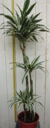 KamerplantDrakenbloedboomDracaenaFragransWit-Groen120cm-Warentuinnatuurlijk