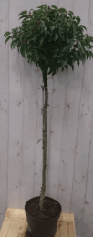 PrunusAngustifoliastam120cmdiameter40cmhoogte180cm-Warentuinnatuurlijk