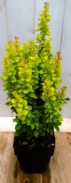 Berberisgroengeel40cm-Warentuinnatuurlijk