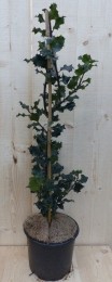 HulstZwartGroen80cm-Warentuinnatuurlijk