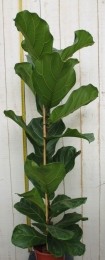 KamerplantFicuslyrata120cm-Warentuinnatuurlijk