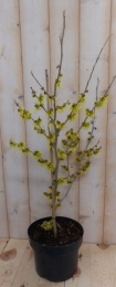 ToverhazelaarHamamelis80cmGeelWarentuinNatuurlijk-Warentuinnatuurlijk