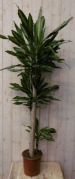 KamerplantDrakenbloedboomDracaenaMassangeanaGeel-Groen160cm-Warentuinnatuurlijk