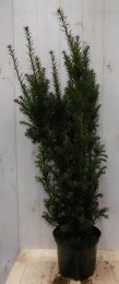 Taxus100cmWarentuinNatuurlijk-Warentuinnatuurlijk