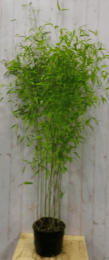 BamboeFargesia200cm-Warentuinnatuurlijk