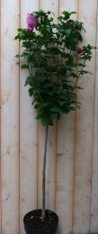 HibiscusopstamRoze100cm-Warentuinnatuurlijk