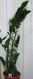 KamerplantZamioculcas100cm-Warentuinnatuurlijk