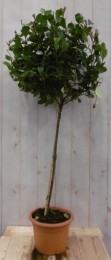 GlansmispelPhotiniaRedRobinroodstamhoogte50cmenhoogte100cm-Warentuinnatuurlijk