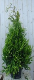 ConifeerStardust150cm-Warentuinnatuurlijk