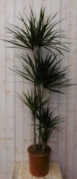 KamerplantDrakenbloedboomDracaenaMarginatasmalbladGroen160cm-Warentuinnatuurlijk