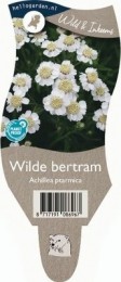 Wildebertram-Griffioen