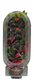EasyPlantMiddel20CmNr6aquariaSuperfish-Superfish
