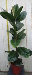 Ficuselasticarobusta80cm1steelkamerplantIndischerubberboomWarentuinNatuurlijk-Warentuinnatuurlijk