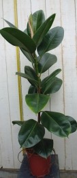 Ficuselasticarobusta80cm1steelkamerplantIndischerubberboomWarentuinNatuurlijk-Warentuinnatuurlijk