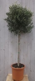 OlijfboomOleastamhoogte100cmenboomhoogte180cm-Warentuinnatuurlijk
