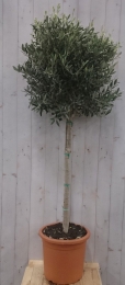 OlijfboomOleastamhoogte100cmenboomhoogte180cm-Warentuinnatuurlijk