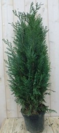 DwergcipresChamaecyparisColumnaris110cm-Warentuinnatuurlijk
