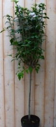 HibiscusopstamWit100cm-Warentuinnatuurlijk