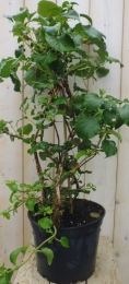 HortensiaKlimhortensia-Warentuinnatuurlijk