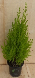 CupressusKamerconifeerkleinkamerplantWarentuinNatuurlijk-Warentuinnatuurlijk