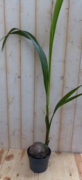 CocospalmkamerplantWarentuinNatuurlijk-Warentuinnatuurlijk