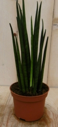 KirkiiVrouwentongSansevieria30cmkamerplantSanseveriaWarentuinNatuurlijk-Warentuinnatuurlijk