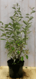 ElaeagnusOlijfwilggroenblad80cm-Warentuinnatuurlijk