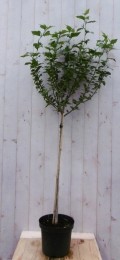 HibiscusopstamWit180cmstam80cm-Warentuinnatuurlijk