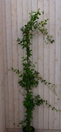ToscaanseJasmijn200cm-Warentuinnatuurlijk