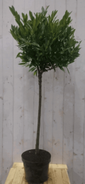 PrunusOttostam80cmdiameter40cmhoogte150cm-Warentuinnatuurlijk