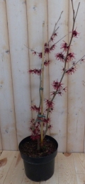 ToverhazelaarHamamelis80cmRozeWarentuinNatuurlijk-Warentuinnatuurlijk