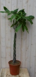 KamerplantGeldboomopgevlochtenstam120cm-Warentuinnatuurlijk