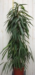 KamerplantFicusSmalblad160cm-Warentuinnatuurlijk