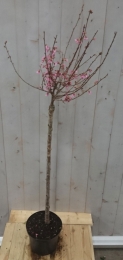 PrunusBloeiendop40cmstamWarentuinNatuurlijk-Warentuinnatuurlijk