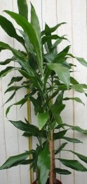 KamerplantDrakenbloedboomDracaenaFragransDonkergroen120cm-Warentuinnatuurlijk