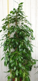 KamerplantFicusDonkergroen100cm-Warentuinnatuurlijk