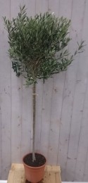 OlijfboomOleastamhoogte70cmenboomhoogte140cm-Warentuinnatuurlijk