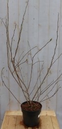 MagnoliaSoulangeanaTulpenboomstruik-Warentuinnatuurlijk