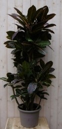 Croton120cmkamerplantWarentuinNatuurlijk-Warentuinnatuurlijk