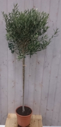 OlijfboomOleastamhoogte70cmenboomhoogte140cm-Warentuinnatuurlijk