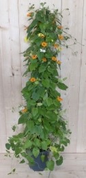 Suzanne-met-de-mooie-ogen90cm-Warentuinnatuurlijk