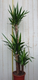 KamerplantYucca120cm-Warentuinnatuurlijk