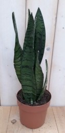 KamerplantVrouwentongSansevieriadonkergroen30cm-Warentuinnatuurlijk