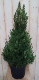 KerstboompjeminiConifeerPicea100cmSparWarentuinNatuurlijk-Warentuinnatuurlijk