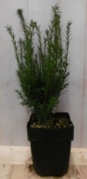 2stuksTaxus40cmWarentuinNatuurlijk-Warentuinnatuurlijk