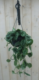 HangplantScindapsus-Warentuinnatuurlijk