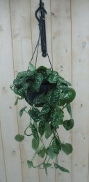 HangplantScindapsus-Warentuinnatuurlijk