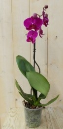 VlinderorchideeTakroze60cm-Warentuinnatuurlijk